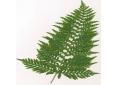 Polypodium x mantoniae 'Cornubiense'