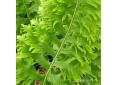 Polystichum cambricum 'Prestonii'