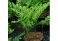 Polypodium x mantoniae 'Cornubiense'