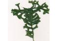 Polypodium glycyrrhiza 'Lawrence Crocker'