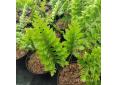 Polypodium cambricum 'Prestonii'