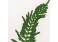 Polypodium cambricum 'Falcatum O'Kelly'