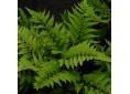 Athyrium niponicum Anisocampium niponicum