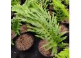 Polypodium cambricum 'Semilacerum Falcatum O'Kelly'