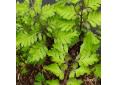 Athyrium niponicum Anisocampium niponicum