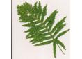 Polypodium cambricum 'Herbert Whitley'