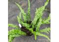 Polypodium cambricum 'Macrostachyon Lineare'