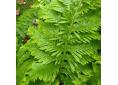 Polypodium cambricum 'Richard Kayse'