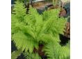 Athyrium filix-femina 'Plumosum'