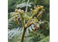 Pteridium aquilinum, fougère-aigle