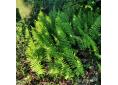 Polypodium x shivasiae