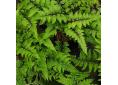 Athyrium niponicum Anisocampium niponicum