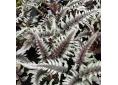 Athyrium niponicum var. pictum 'Cristatum'