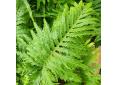 Polypodium cambricum 'Richard Kayse'