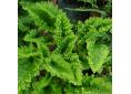 Polypodium cambricum 'Oakleyae'