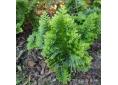 Polypodium cambricum 'Pulcherrimum Addison'