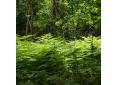 Pteridium aquilinum, bracken fern