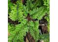 Polypodium vulgare 'Parsley'