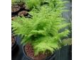 Athyrium filix-femina 'Plumosum'