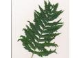 Polypodium calirhiza 'Sarah Lyman'