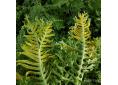 Polypodium cambricum 'Grandiceps Fox'