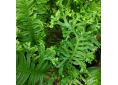 Polypodium cambricum 'Grandiceps Fox'