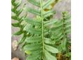 Polypodium interjectum