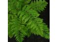 Athyrium filix-femina 'Vernoniae'