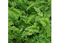 Polypodium x mantoniae 'Cornubiense'