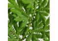 Selaginella involvens