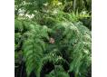 Woodwardia radicans european chain fern