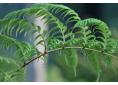 Woodwardia radicans european chain fern