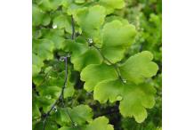 Adiantum capillus-veneris