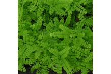 Adiantum pedatum