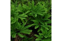 Adiantum pedatum 'Imbricatum'