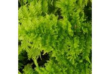 Athyrium filix-femina 'Congestum Cristatum'