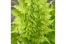 Athyrium filix-femina 'Congestum'