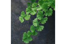Athyrium filix-femina 'Frizelliae'