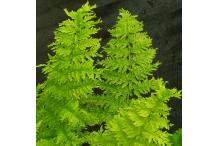 Athyrium filix-femina 'Percristatum'