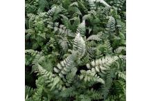 Athyrium niponicum var. pictum 'Silver Falls'