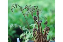 Athyrium vidalii