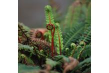 Blechnum spicant