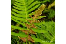 Blechnum appendiculatum