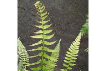 Blechnum australe subsp. auriculatum