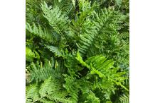 Blechnum cordatum