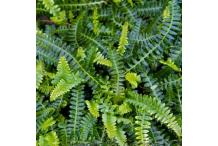 Blechnum penna-marina