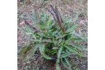 Blechnum penna-marina subsp, alpina Paradise Form