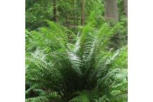 Dryopteris affinis