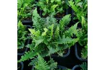 Dryopteris affinis 'Crispa Gracilis'