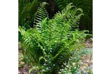 Dryopteris affinis 'Cristata the King'